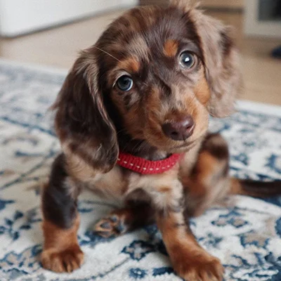 Badu - Male Dachshund puppy