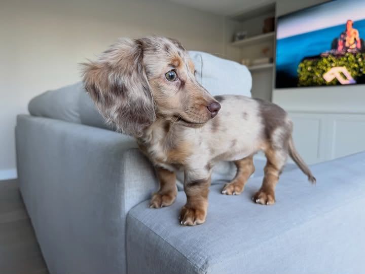 Bella - Female Dachshund puppy