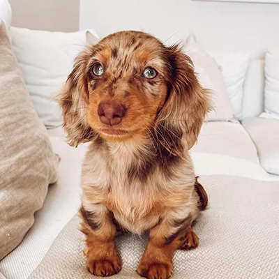 Bianca, Female Dachshund puppy