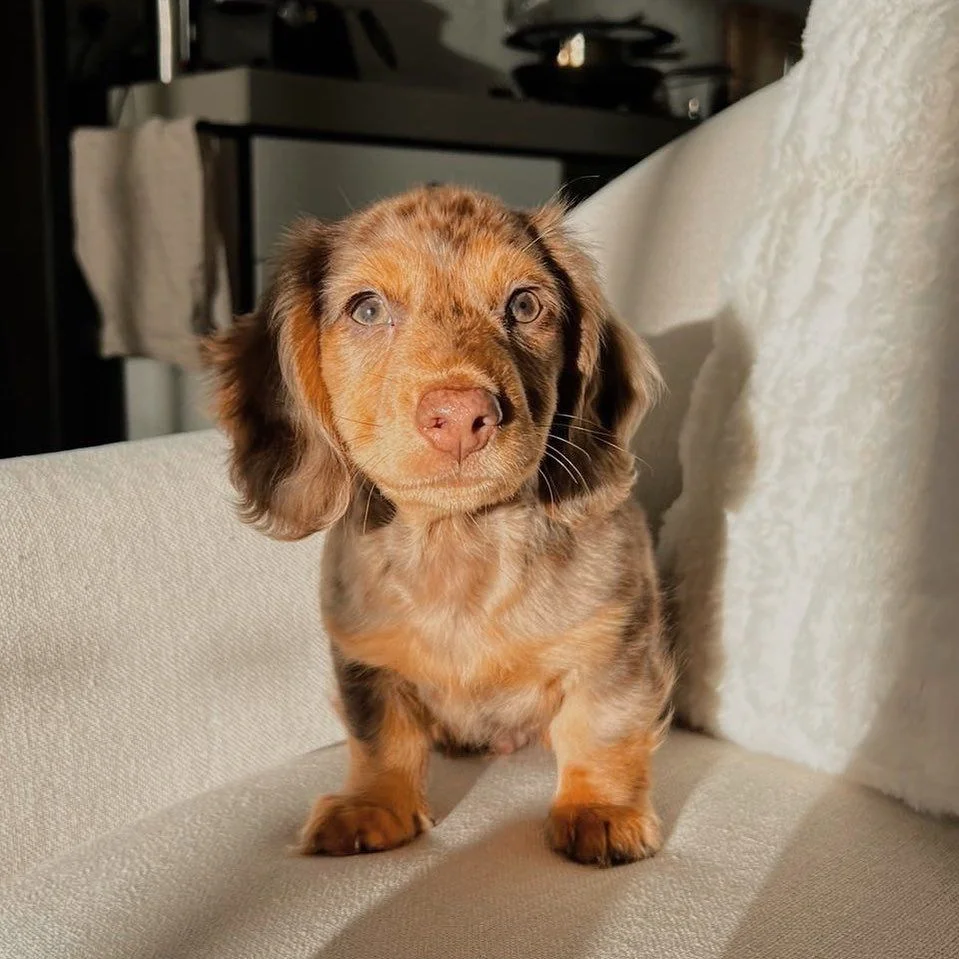 Charlie, Male Dachshund puppy
