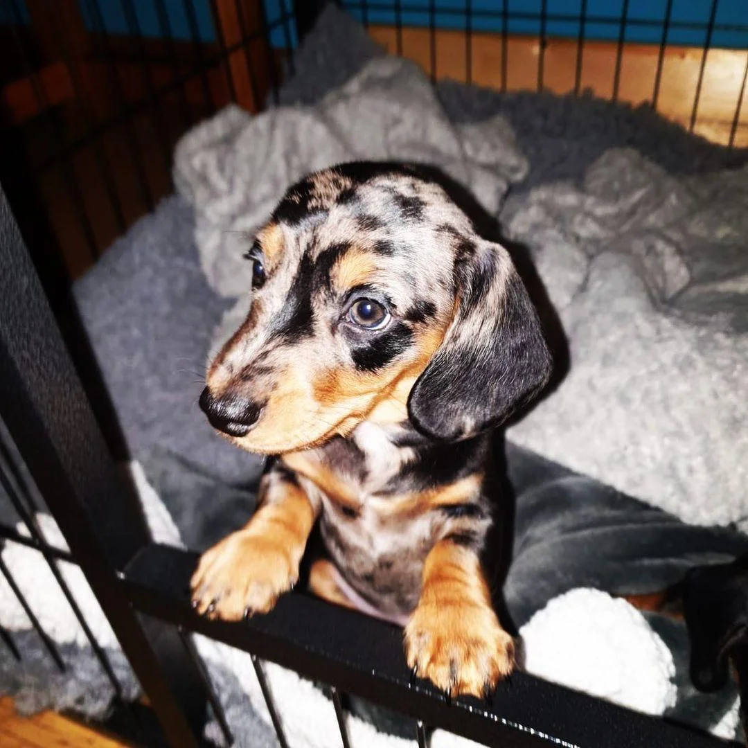 Chester - Male Dachshund puppy