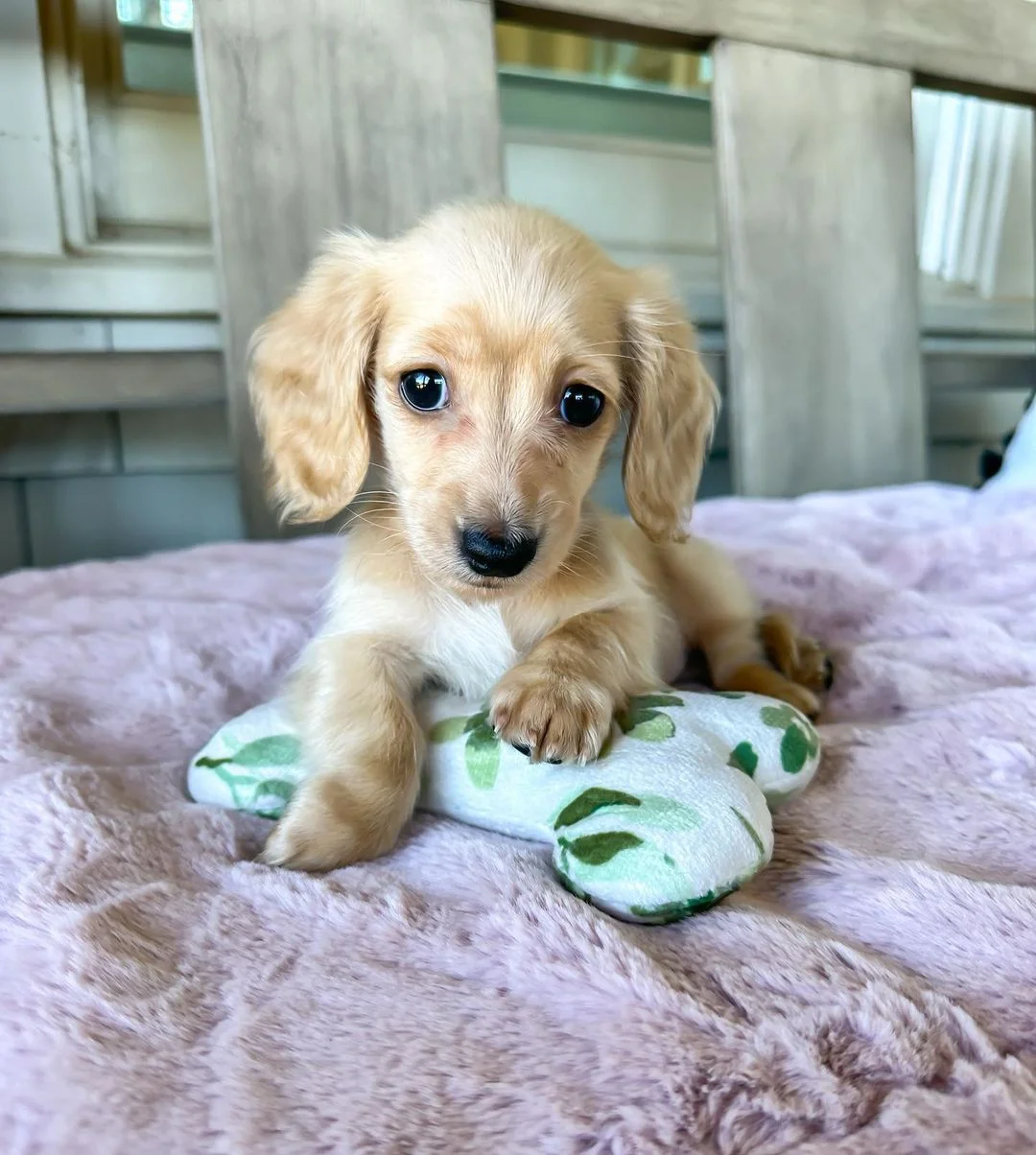 Chloe the Dachshund puppy
