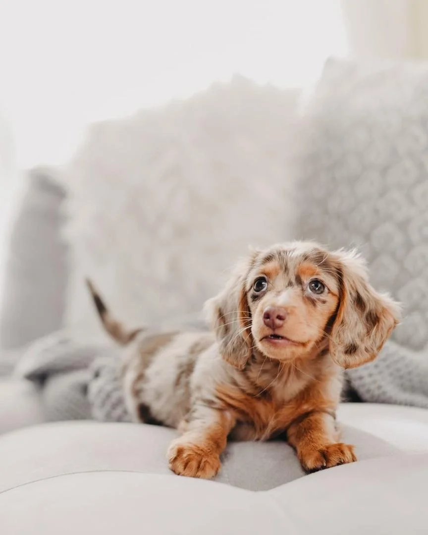 Darcy the Dachshund puppy