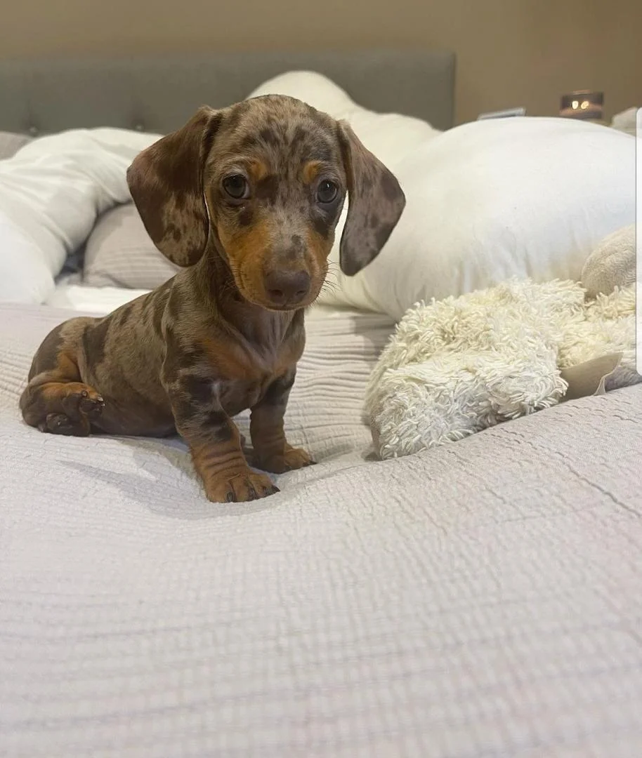 Doris, Female Dachshund puppy