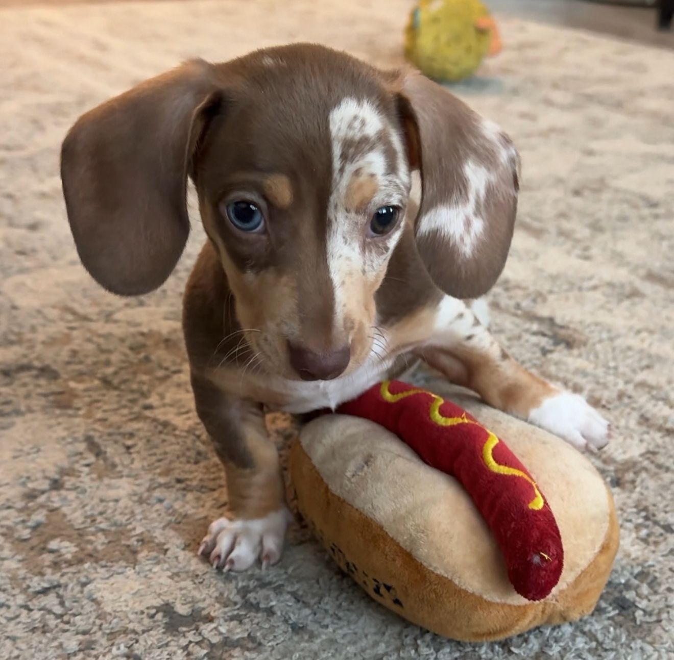 Duncan - Male Dachshund puppy