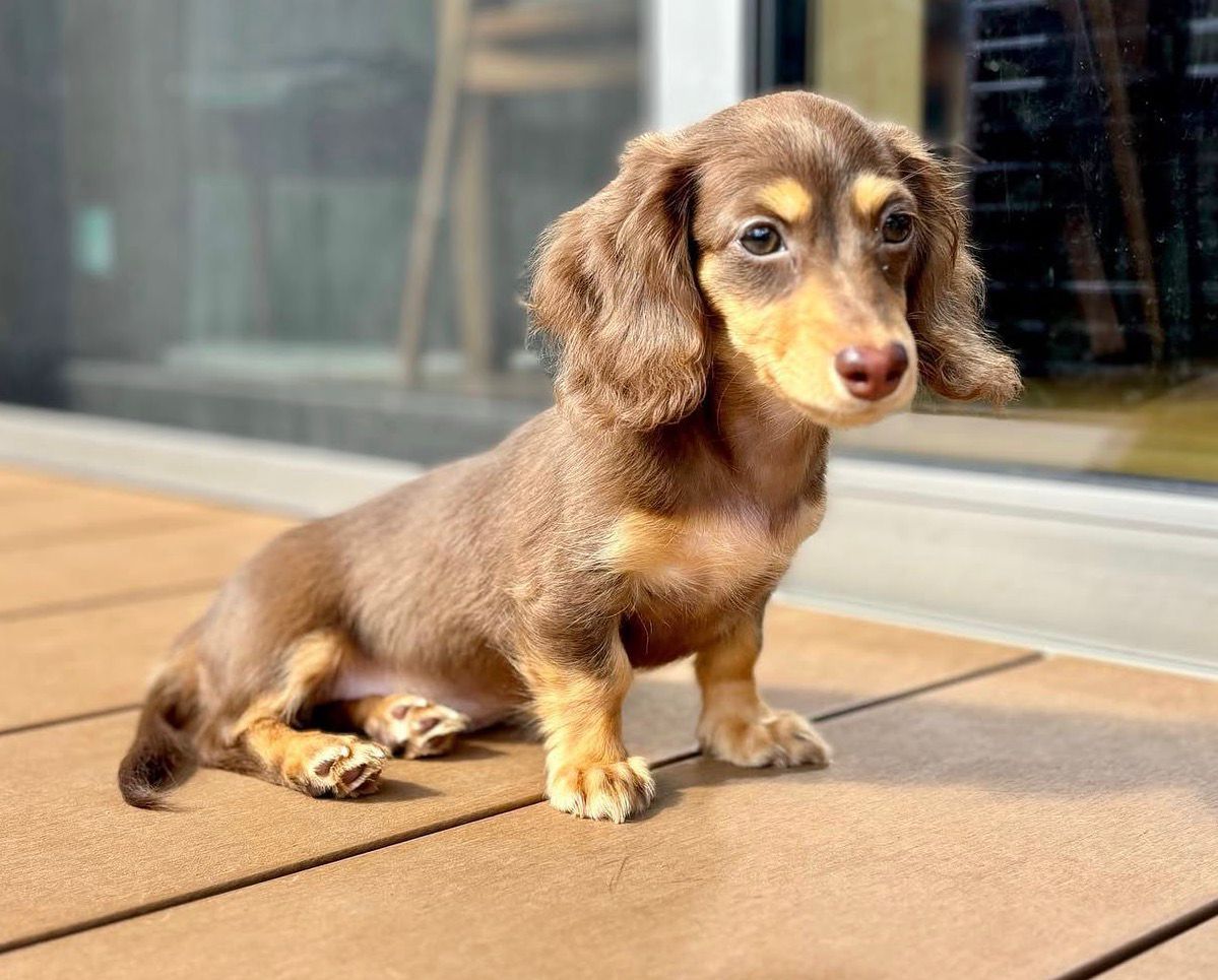 Eve - Female Dachshund puppy