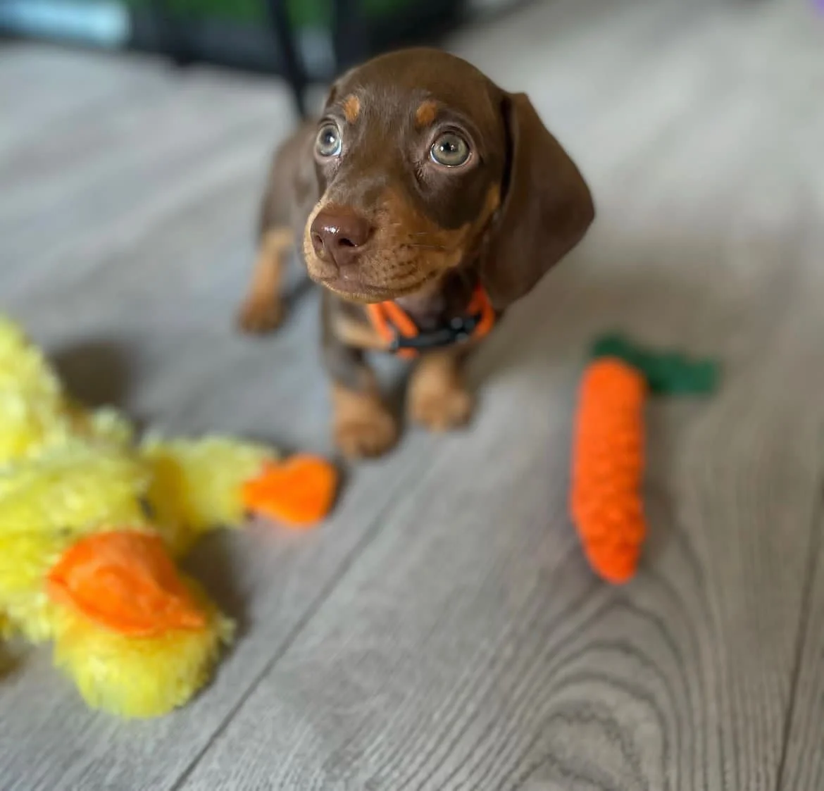 Gus - Male Dachshund puppy
