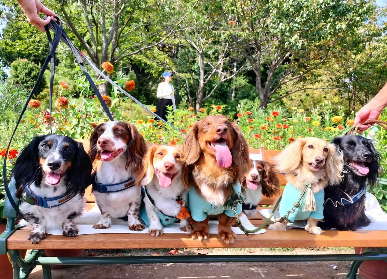 A happy group of LongwoodLane Dachshunds