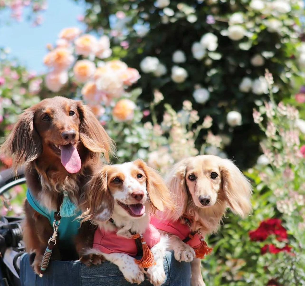 LongwoodLane Dachshunds among the roses