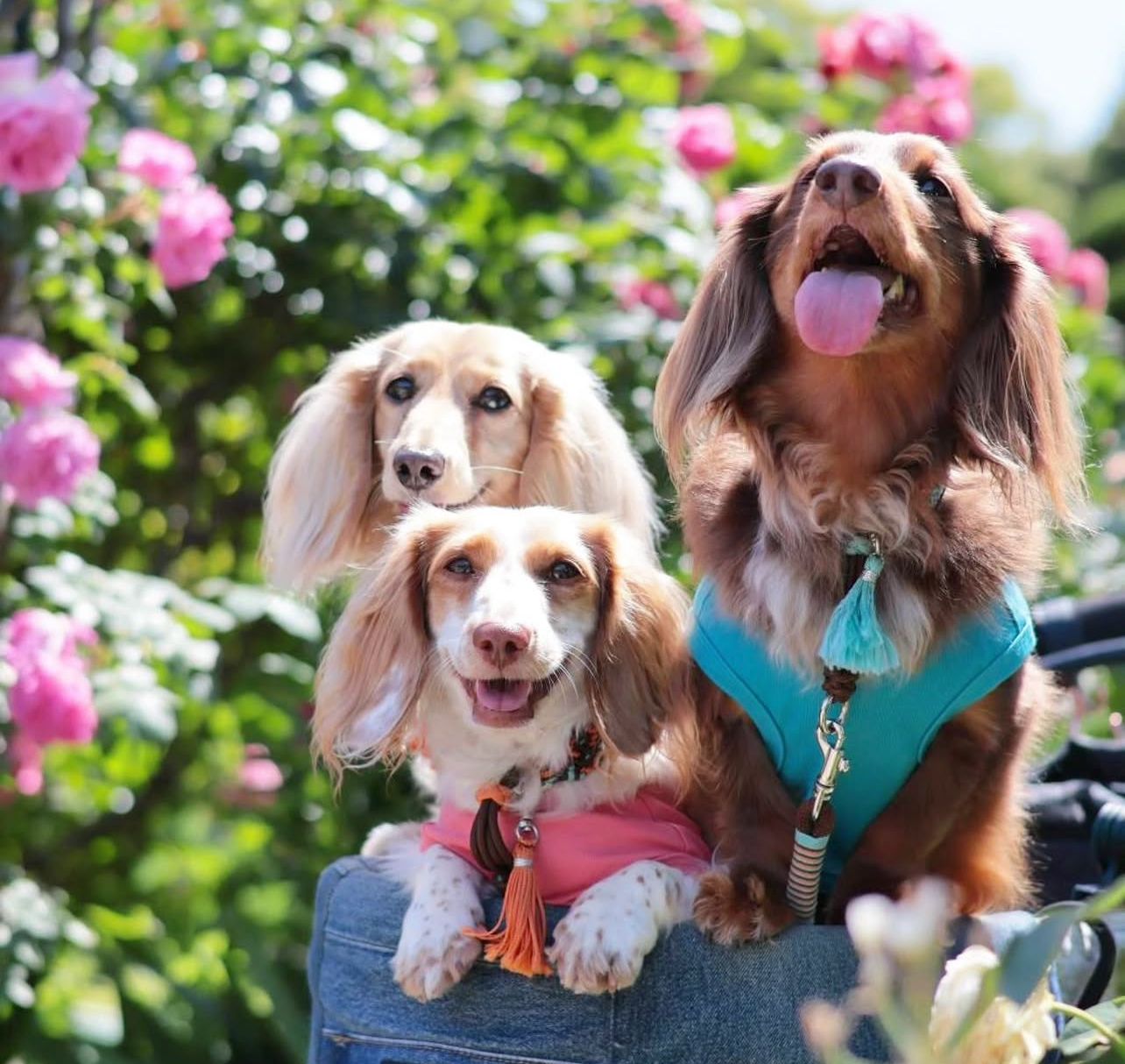 LongwoodLane Dachshunds in the garden