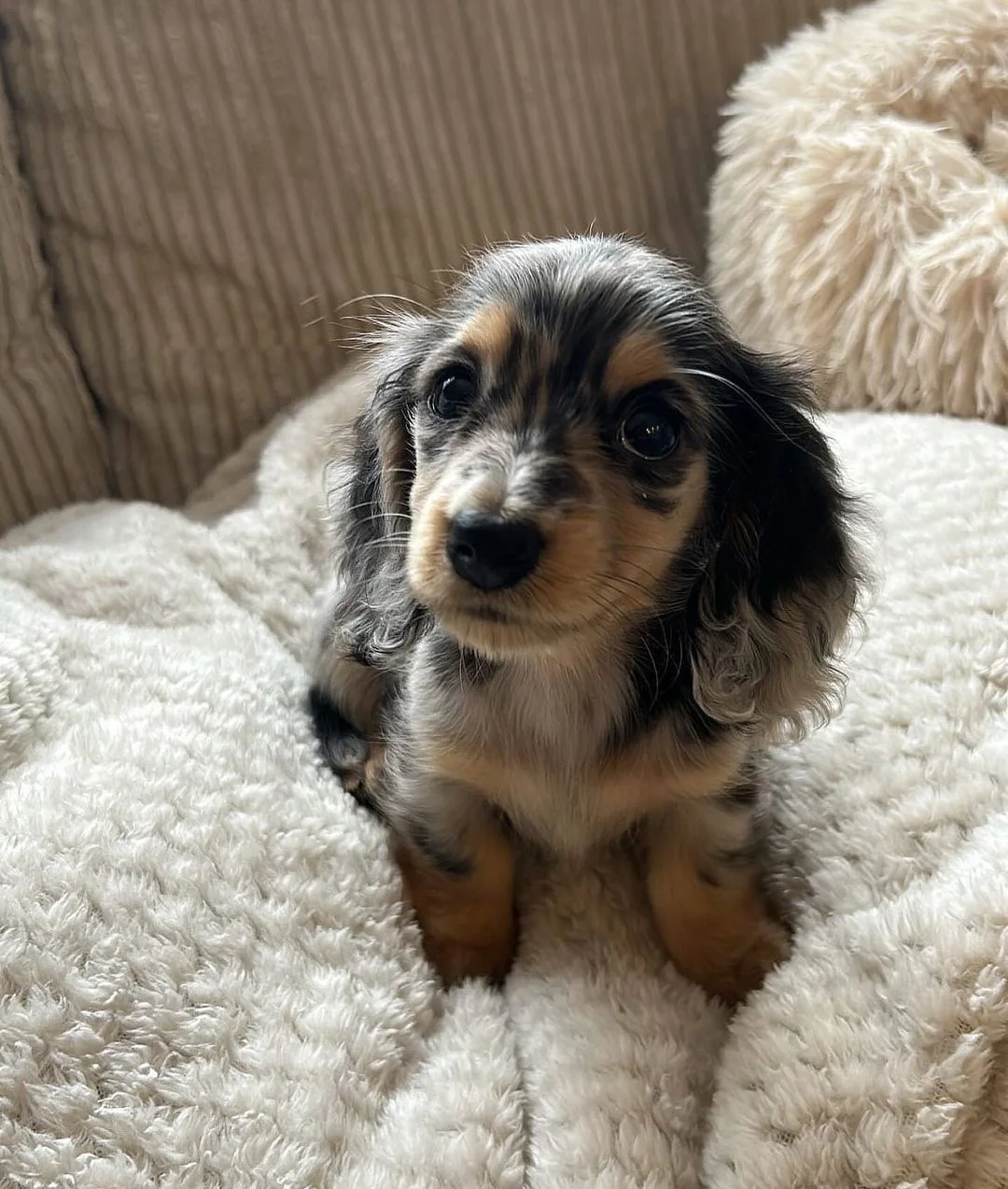 Lola, Female Dachshund puppy