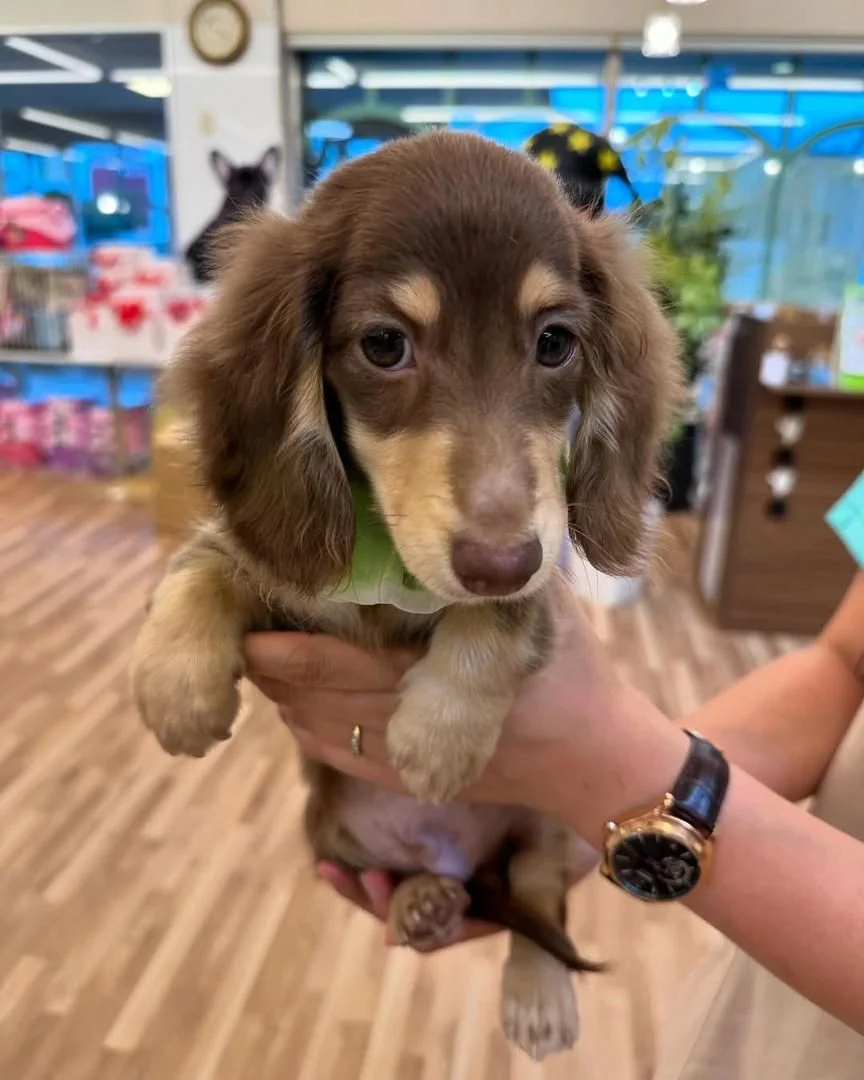Luga - Male Dachshund puppy