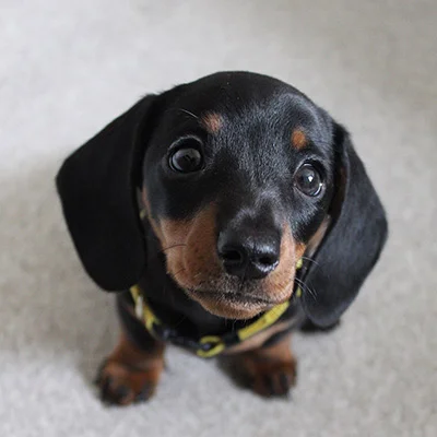 Luie - Male Dachshund puppy