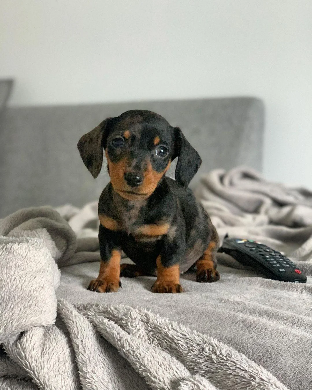 Maisey - Female Dachshund puppy