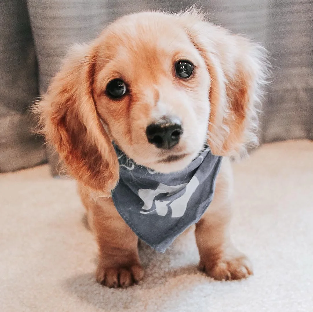 Max - Male Dachshund puppy