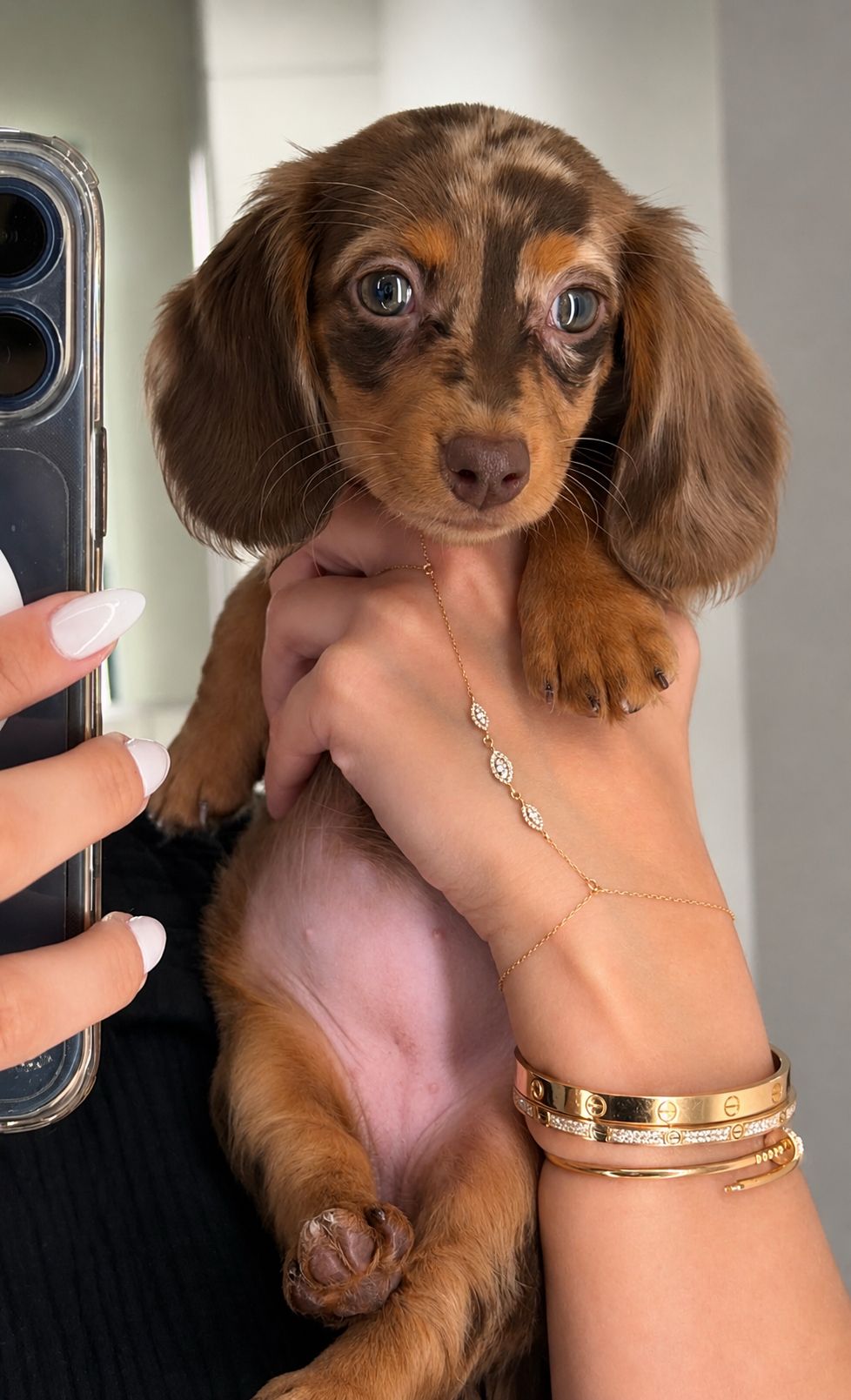 Oli - Female Dachshund puppy