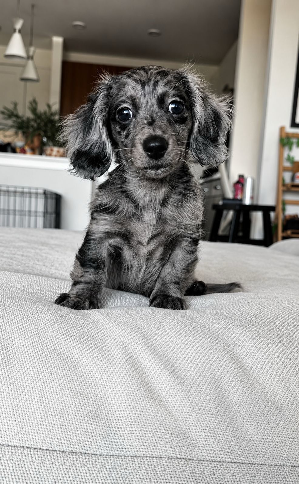 Orzo - Female Dachshund puppy