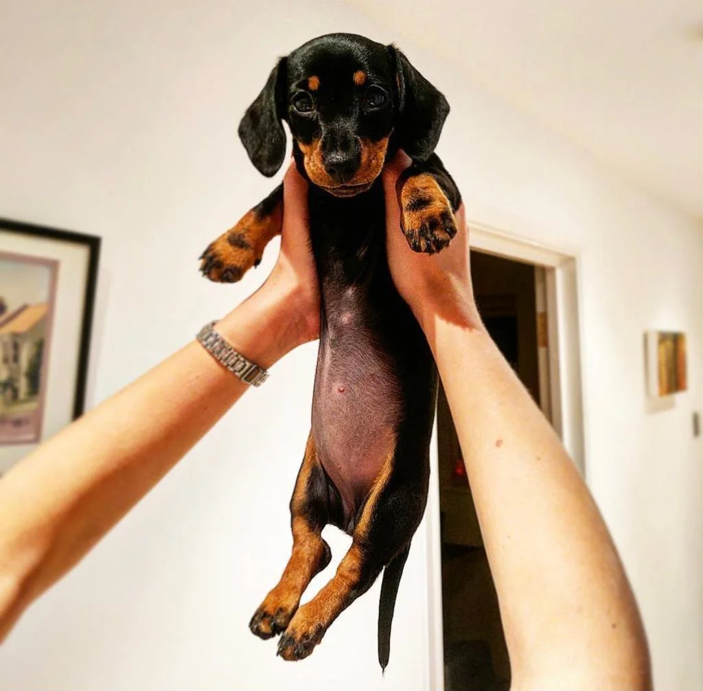 Polly - Female Dachshund puppy