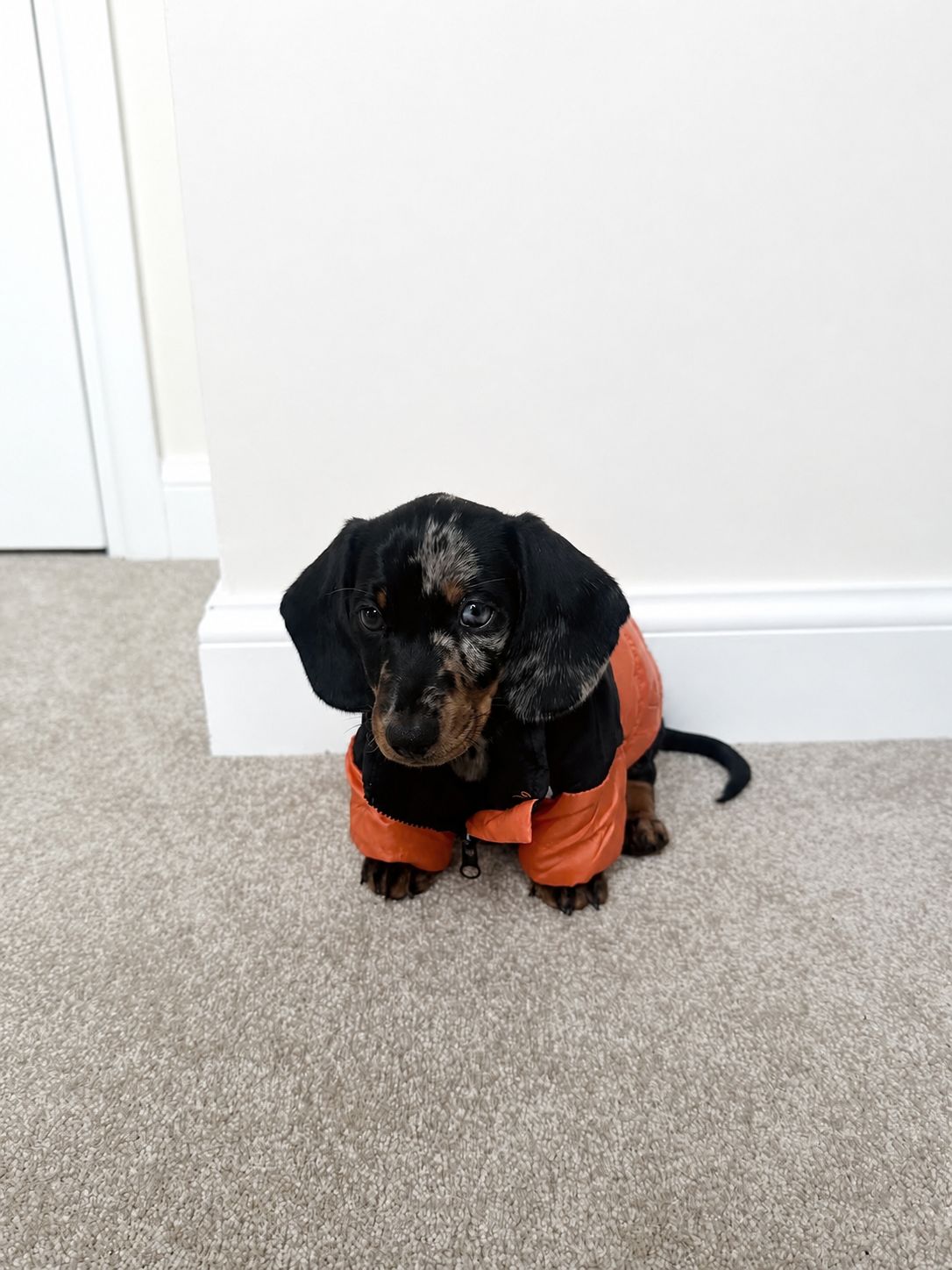 Ruper - Male Dachshund puppy