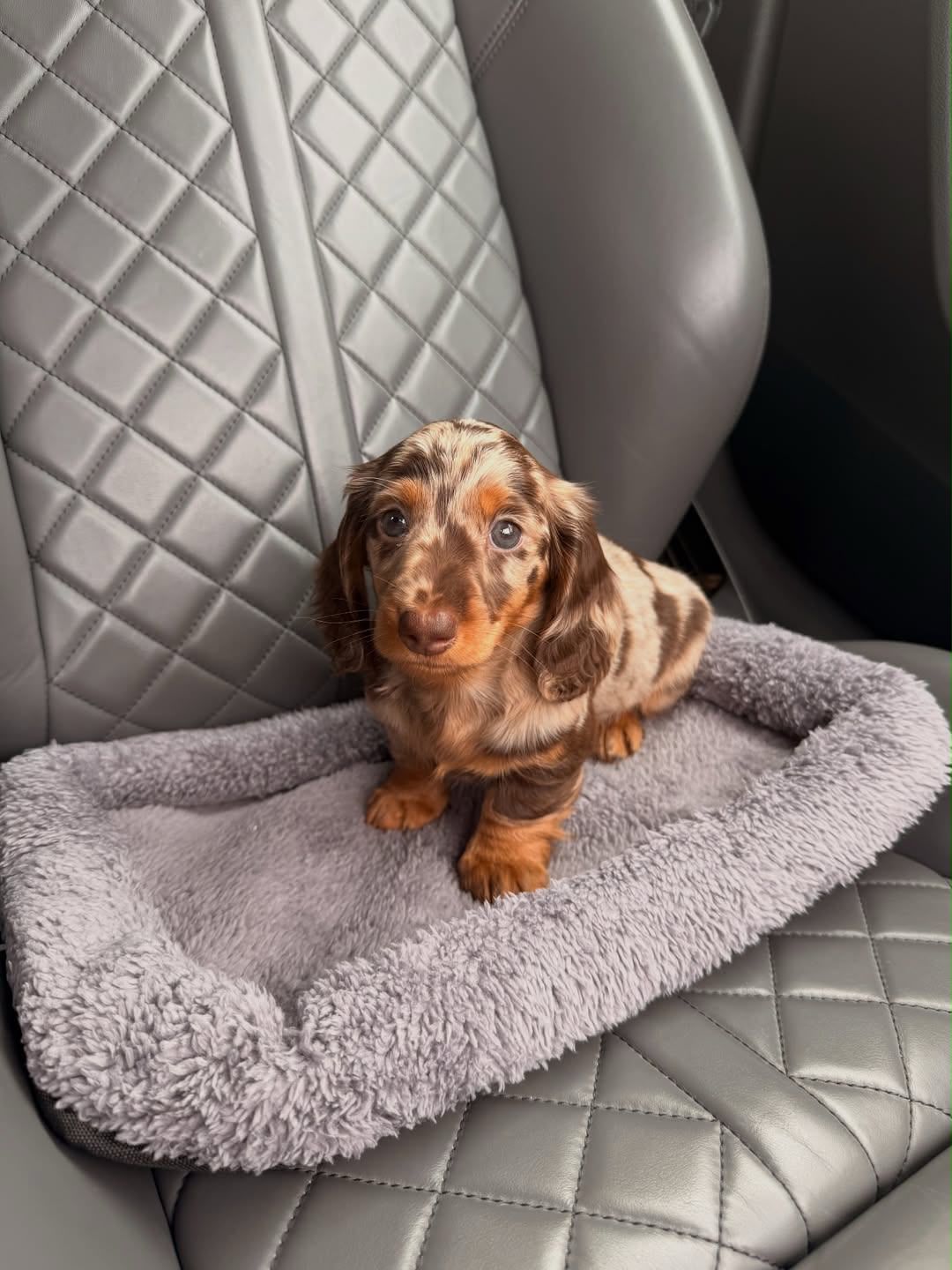 Teddy - Male Dachshund puppy